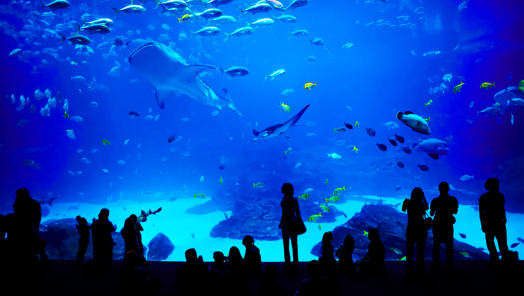 aquarium with child standing in front