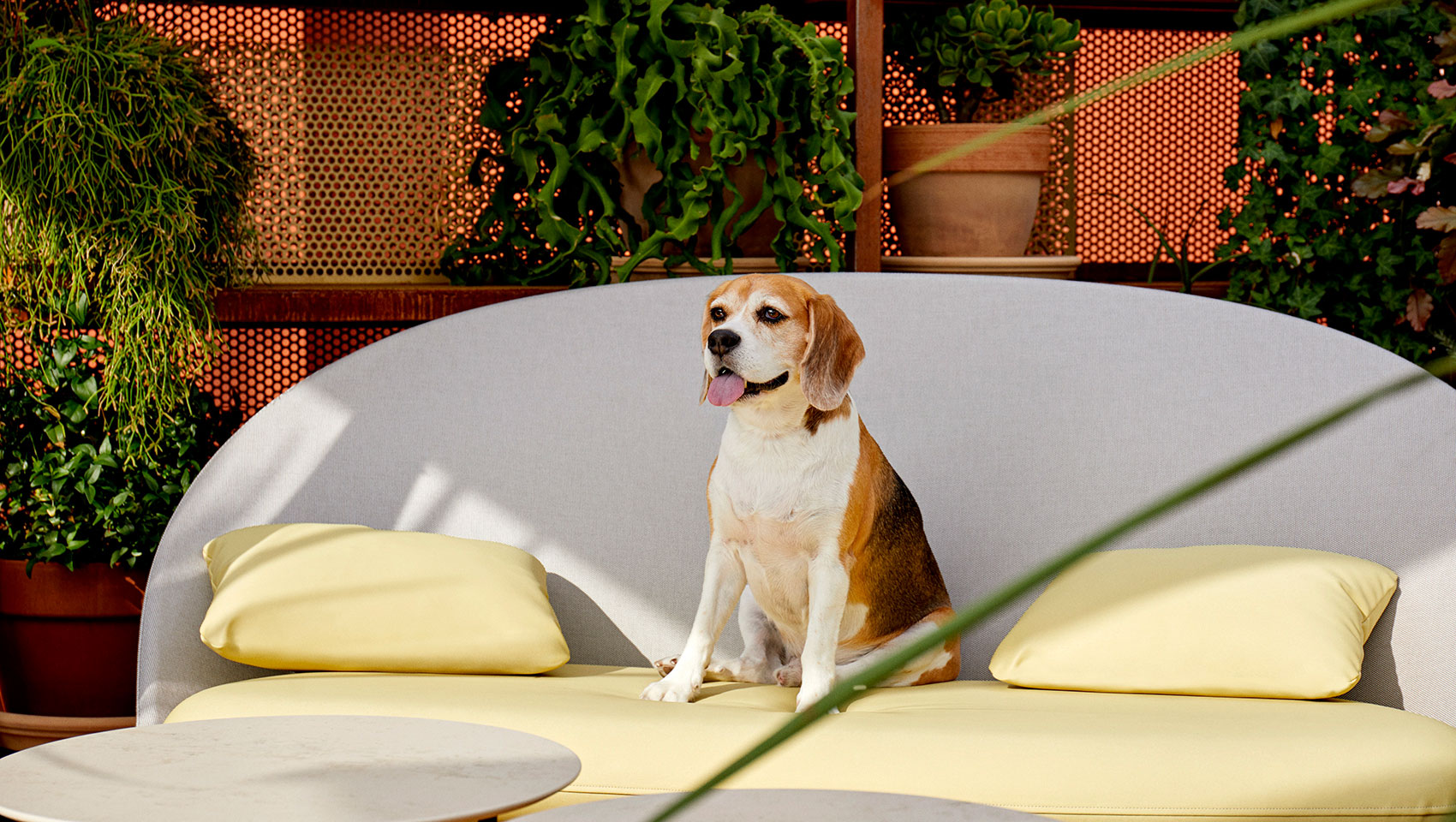 pet dog sitting on outdoor furniture