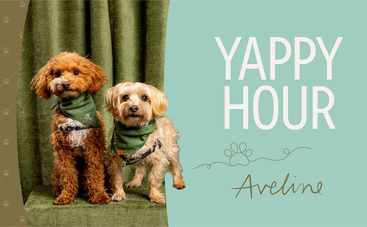 Yappy Hour Web Tile featuring two cute dogs